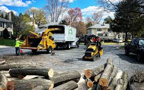 Tree and Shrub Care in Stanton, MI